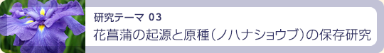 花菖蒲の起源と原種(ノハナショウブ)の保存研究